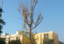 Vecinos de Puerto de Sagunto denuncian el mal estado de los ejemplares de eucaliptus de la ciudad